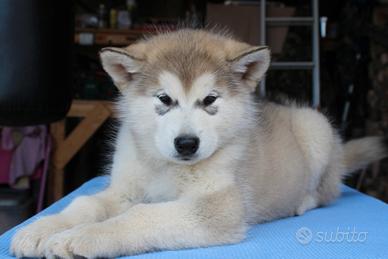 Cuccioli di Alaskan Malamute Disponibili