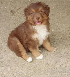 Cucciolo pastore Australiano