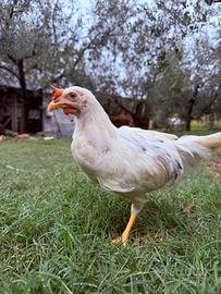 Gallo Livornese