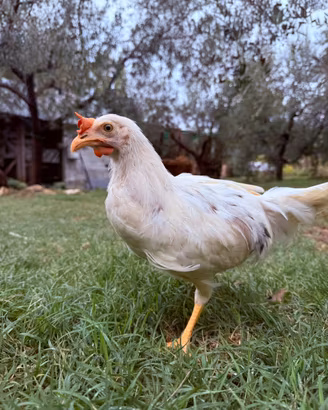 Gallo Livornese