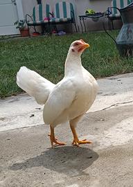 Galline serama