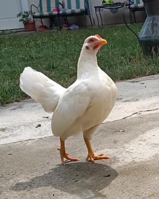 Galline serama