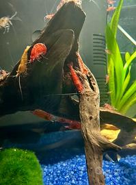 Caridine/ Gamberetti acqua dolce misti