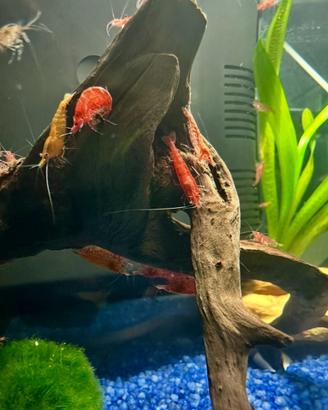 Caridine/ Gamberetti acqua dolce misti