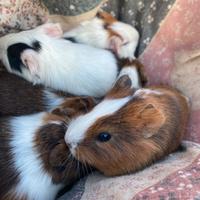 Porcellini d'India/Cavie peruviane pelo corto