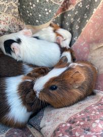 Porcellini d'India/Cavie peruviane pelo corto