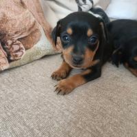 Cuccioli di Pincher