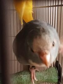 Kakariki