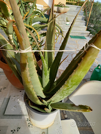 Aloe