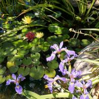 Piante acquatiche Ninfea e Iris