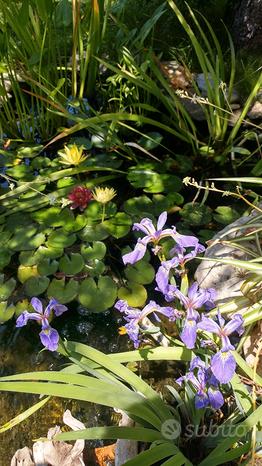 Piante acquatiche Ninfea e Iris