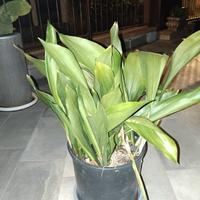 Aspidistria Elatior-Pianta di Piombo-perenne