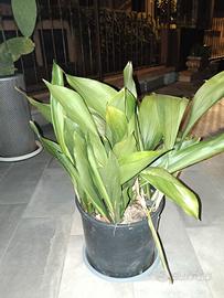 Aspidistria Elatior-Pianta di Piombo-perenne