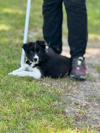 Border collie per sport