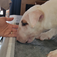 Cuccioli bull terrier