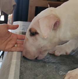 Cuccioli bull terrier