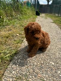 Cucciolo Barboncino Nano Red