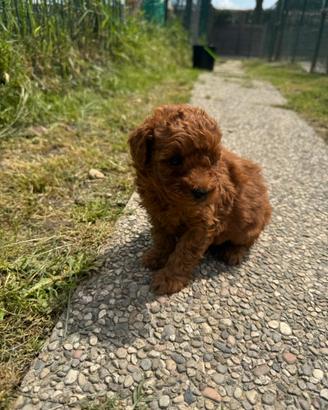 Cucciolo Barboncino Nano Red
