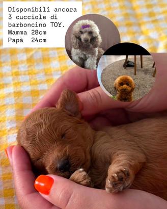 Cuccioli barboncino Toy