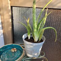 Pianta Aloe Vera  biologica