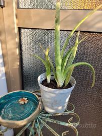 Pianta Aloe Vera  biologica
