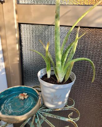 Pianta Aloe Vera  biologica