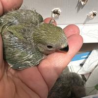 Inseparabili allevati a mano