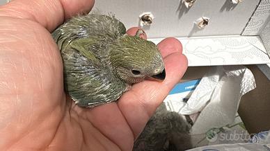 Inseparabili allevati a mano