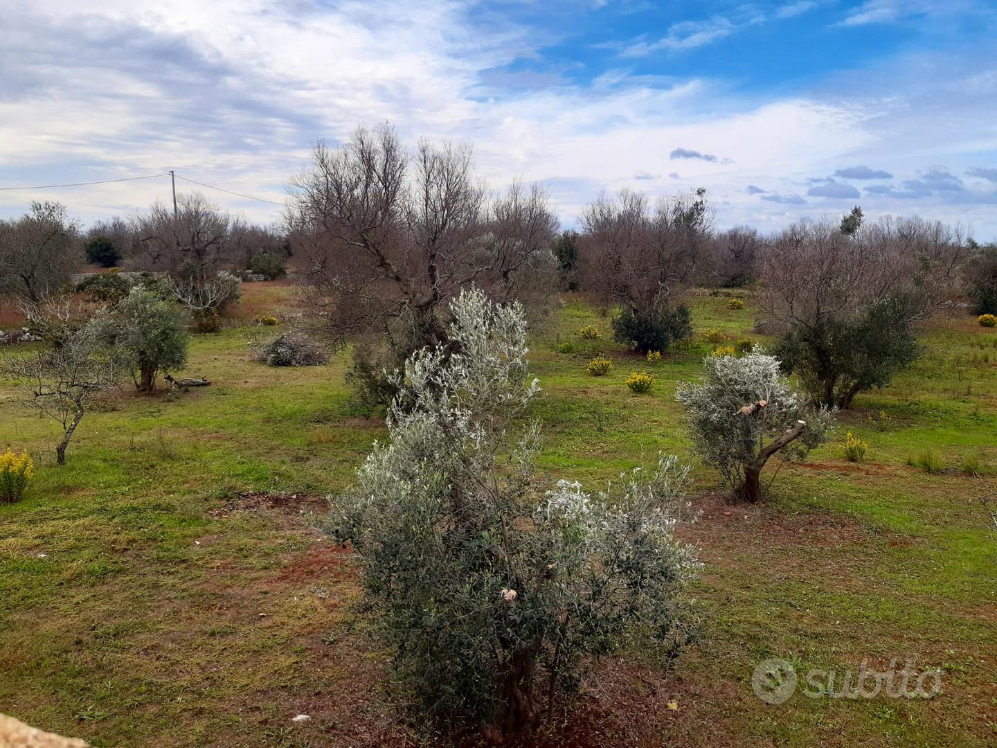 Terreno Uliveto Casa Campagna Rustico Salento - Vista 5