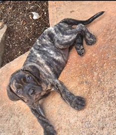 Cane corso