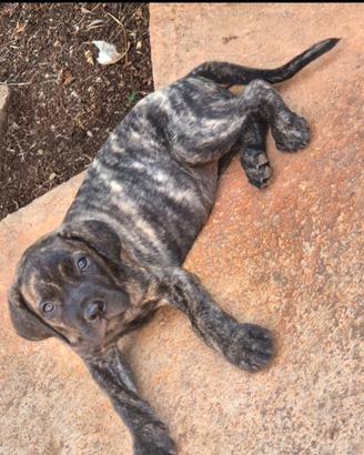 Cane corso