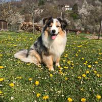 Pastore australiano per monta