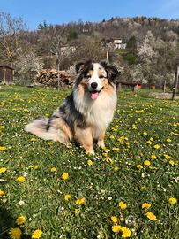 Pastore australiano per monta