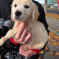 GOLDEN RETRIEVER MASCHIO pedigree enci