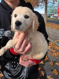 GOLDEN RETRIEVER MASCHIO pedigree enci