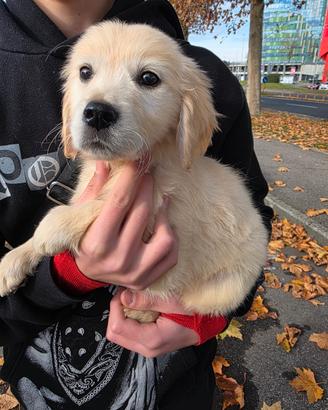 GOLDEN RETRIEVER MASCHIO pedigree enci