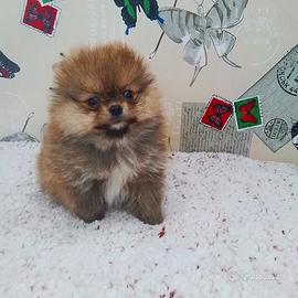 Volpino di Pomerania 3 mesi