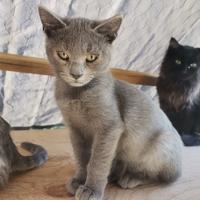 Silver, gattino di 4 mesi CERTOSINO ADOZIONE