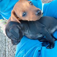 Cuccioli Pinscher