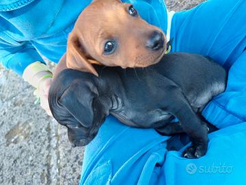 Cuccioli Pinscher