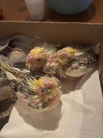 Pulli calopsite levati a mano