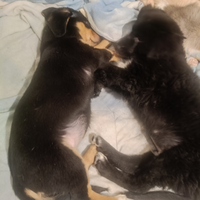 Cuccioli di cane meticcio