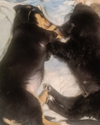 Cuccioli di cane meticcio