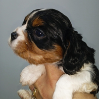 Disponibili cuccioli cavalier king