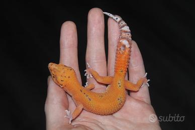 Geco leopardino