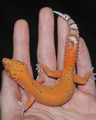 Geco leopardino