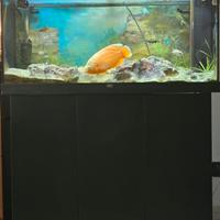 juwell rio 180 + mobile 