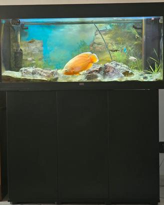 juwell rio 180 + mobile 