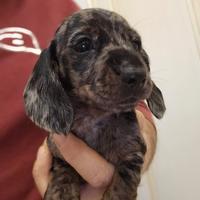 Bassotti disponibili su prenotazione