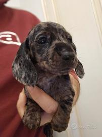 Bassotti disponibili su prenotazione